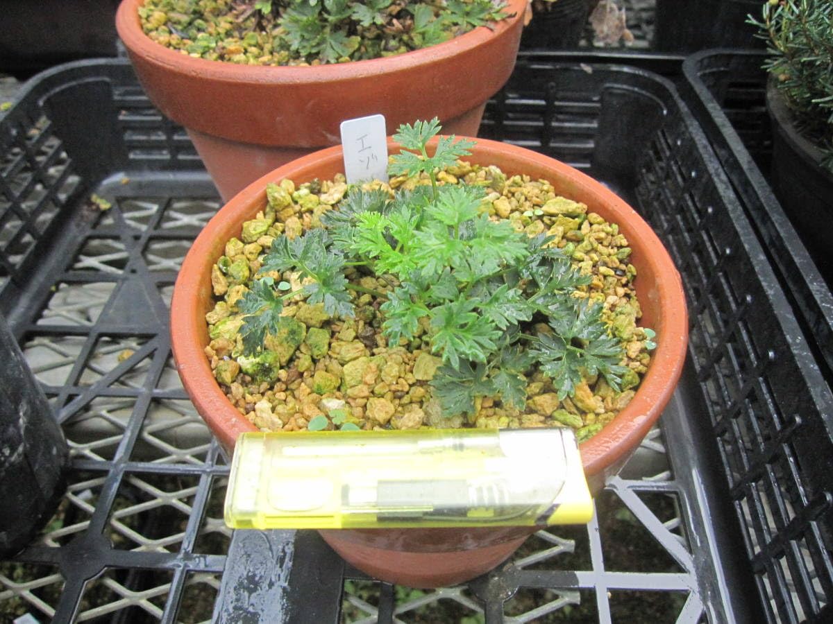 山野草　超希少　エゾツクモグサ　A ツクモグサ