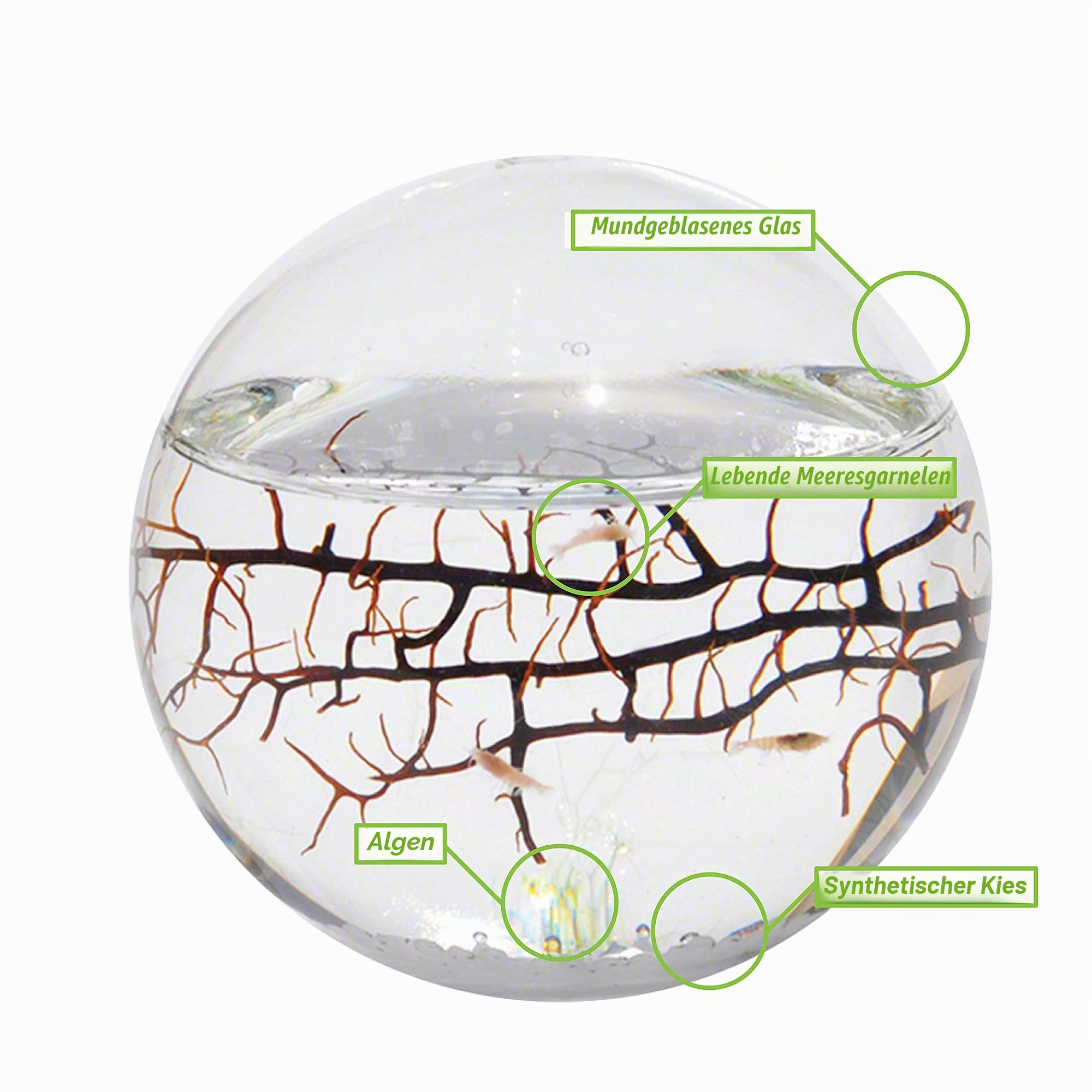 EcoSphere geschlossenes Aquatisches Ökosystem, Kugel 10cm