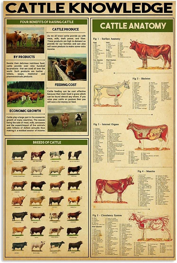Oudrspo Cattle Knowledge Metal Sign Vintage Farm Decor Cattle Anatomy Retro Tin Poster Home Club Farmhouse Restaurant Wall Decoration Plaque 8X12inch