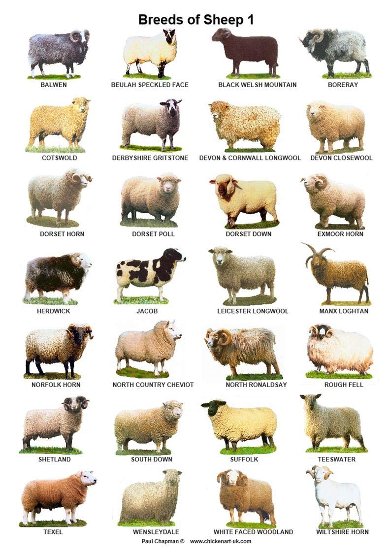 Biopracess Breeds Of Sheep Posters Parlor Cafe Garage Poster Metal Tin Sign 8x12 Inch
