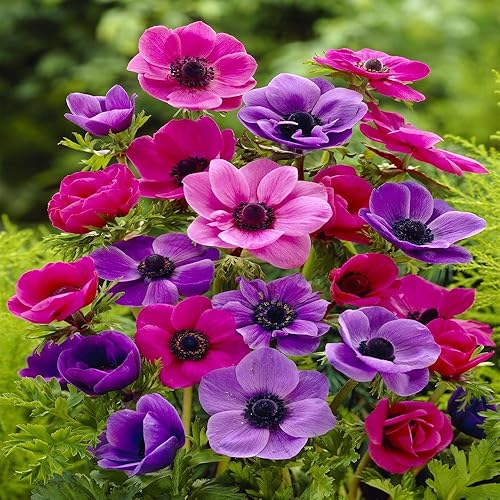 Anemone coronaria De Caen - 60 Flower Bulbs
