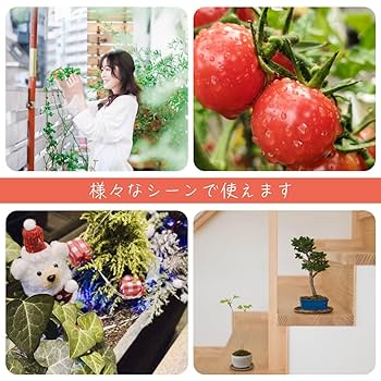 コディサンダーソン　鉢　ネームプレートおまけ 蛍光プランツタグ サンダー 植物ネームプレート 園芸ラベル