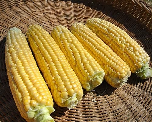 Miniatura 2 de New Mama Super Sweet Corn Seeds - Granos verdaderamente súper dulces (100 semillas)