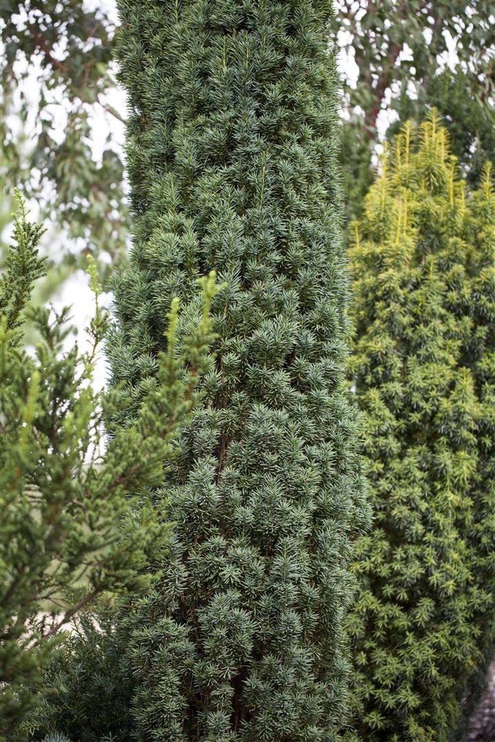 Säuleneibe Taxus baccata Fastigiata Robusta 100-120 cm immergrün