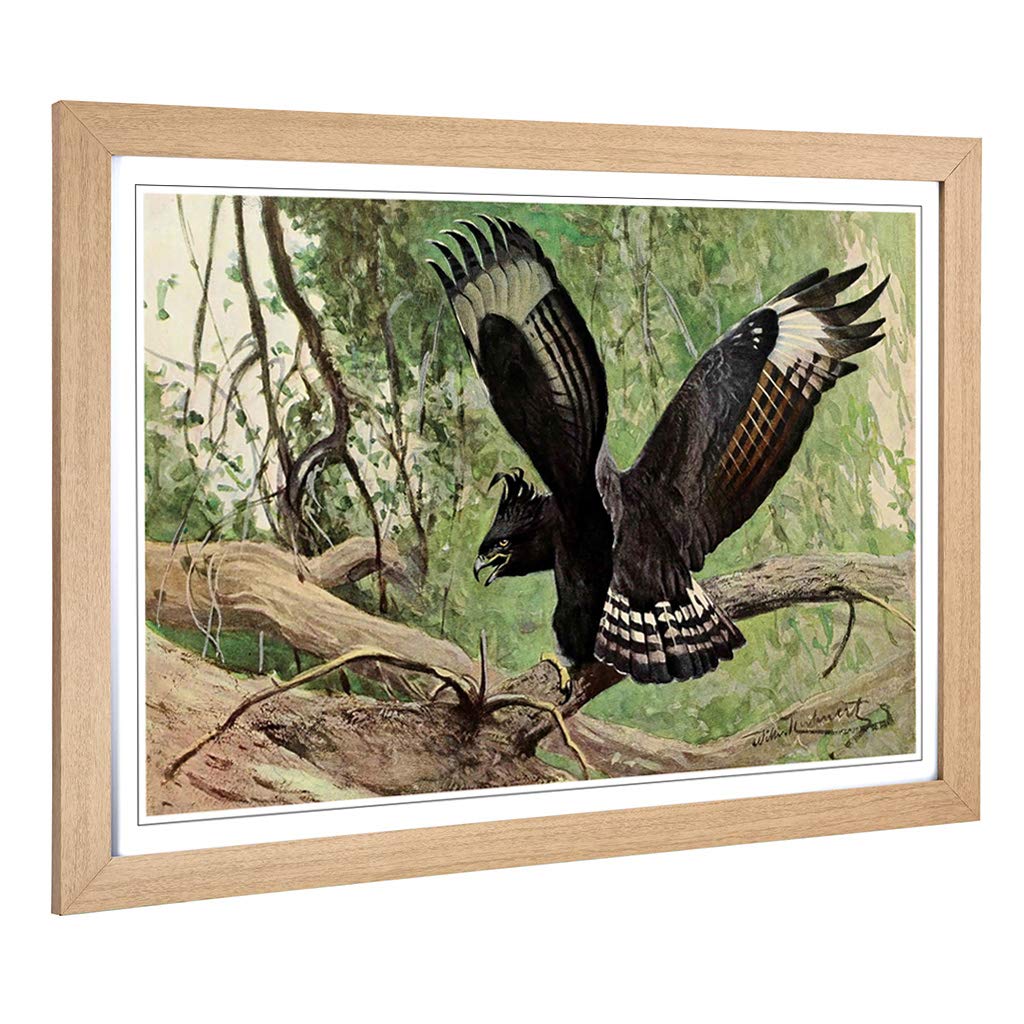 Big Box Art Framed Print of Vintage W Kuhnert Long-Crested Eagle Design | Wall Art Picture | Home Decor for Kitchen, Living Room, Bedroom, Hallway, Oak, A2 / 24.5x18 Inch / 62x45cm