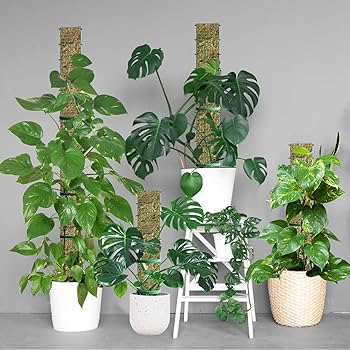 ミ*ミ様 MOSS STICK U5 154cm SW58 – Moss Snowstick