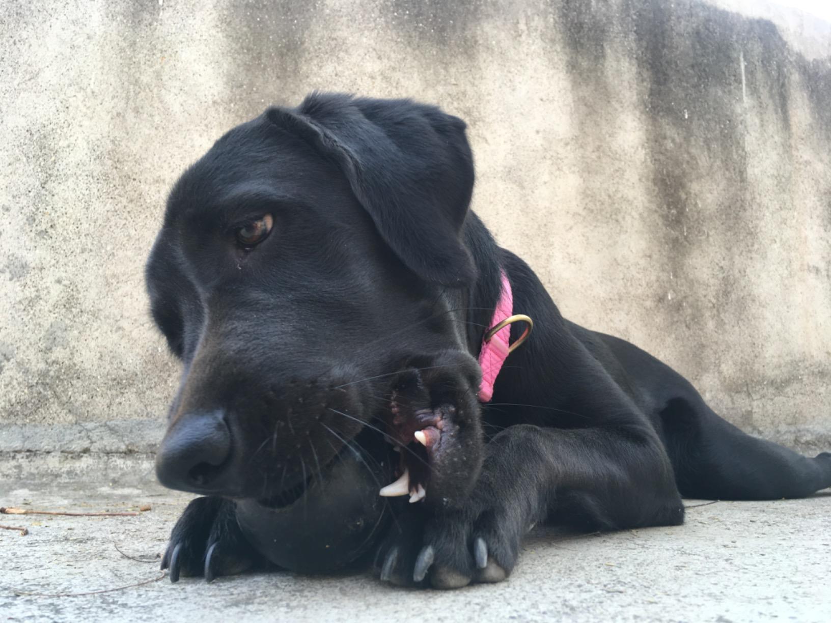 Buy KONG Extreme Dog Toy Toughest Natural Rubber, Black Fun to