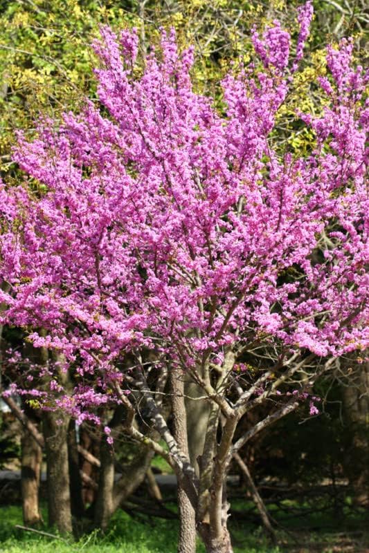 2 Eastern Redbud Tree Live Plant (Cercis Canadensis) 2
