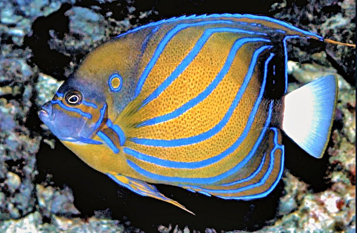 Kaiserfische: Zwergkaiserfische/Herzogfische/Großkaiserfische