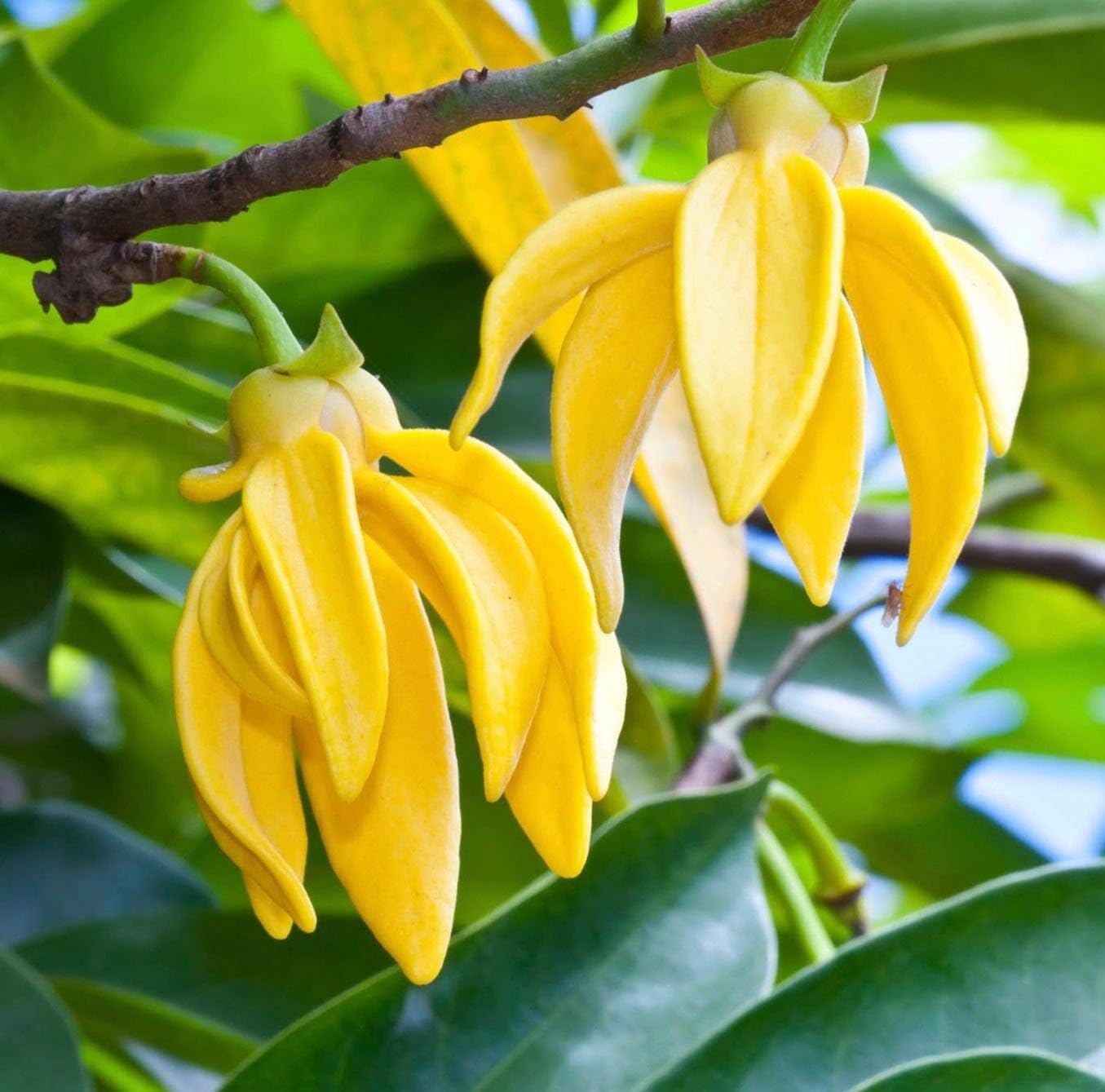 NEW DEBNATH NURSERY, Hirwa Chafa (Hari Champa) Grafted Plant Suitable for Home Garden, Rooftoop Garden Fast Growing Tree Ready to Flowering B7 (B0DDJ7BHGG) Amazon Price History, Amazon Price Tracker