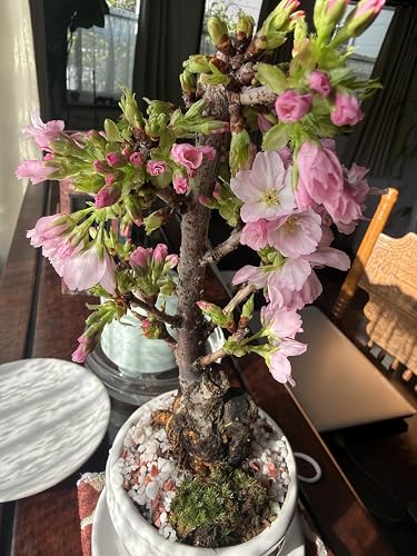 Amazon.co.jp: 母の日 【5月開花】 盆栽妙 遅咲きの満開桜盆栽 2本立ち
