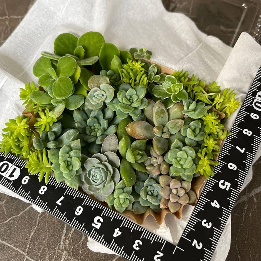 Amazon.co.jp: 多肉植物エケベリアセダム寄せ植え用多肉弁当