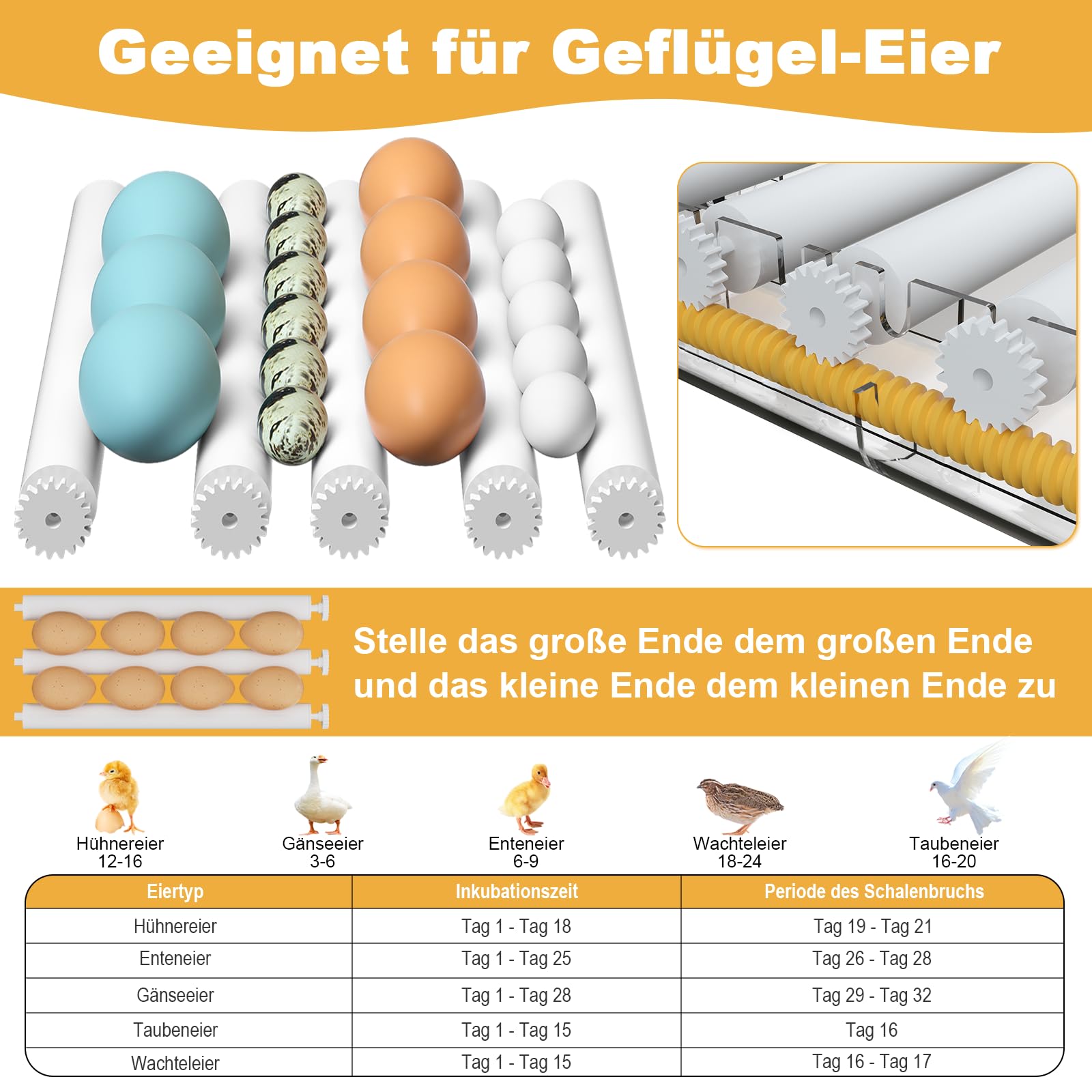 CoInceptus Brutautomat Vollautomatisch, Inkubator Hühner 12-16 Eier mit Automatischem Eierwenden und Automatischer Wasserzugabe, Brutkasten Hühner für Hühnereier, Wachtel und Enteneier