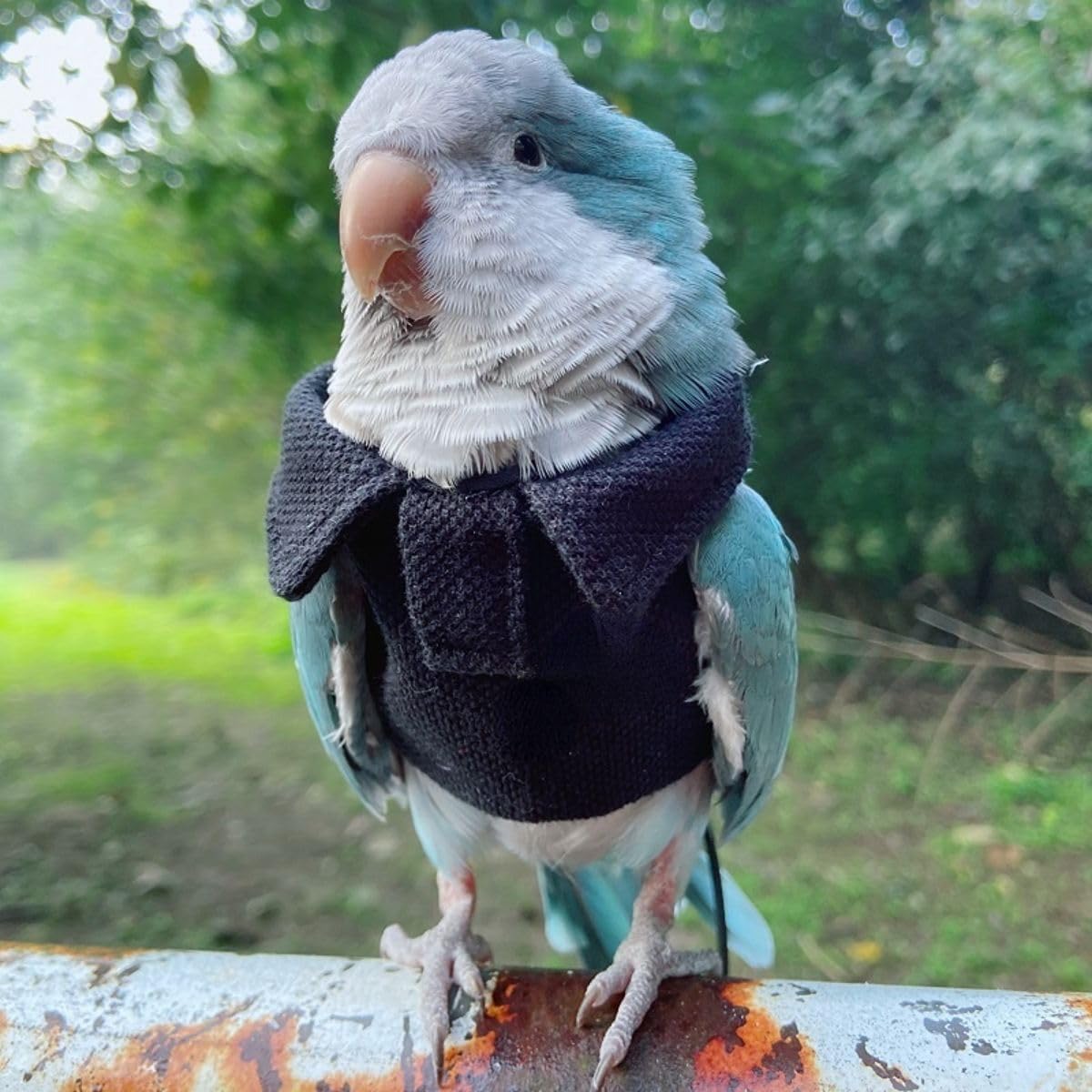 Bird Costume Bird Diaper Flight Suit Bird Navy Top Bird Clothes Cosplay Photo Prop for Parrots Lovebird Parakeet Cockatiel Small Animals Apparel (with Diaper,2XL)