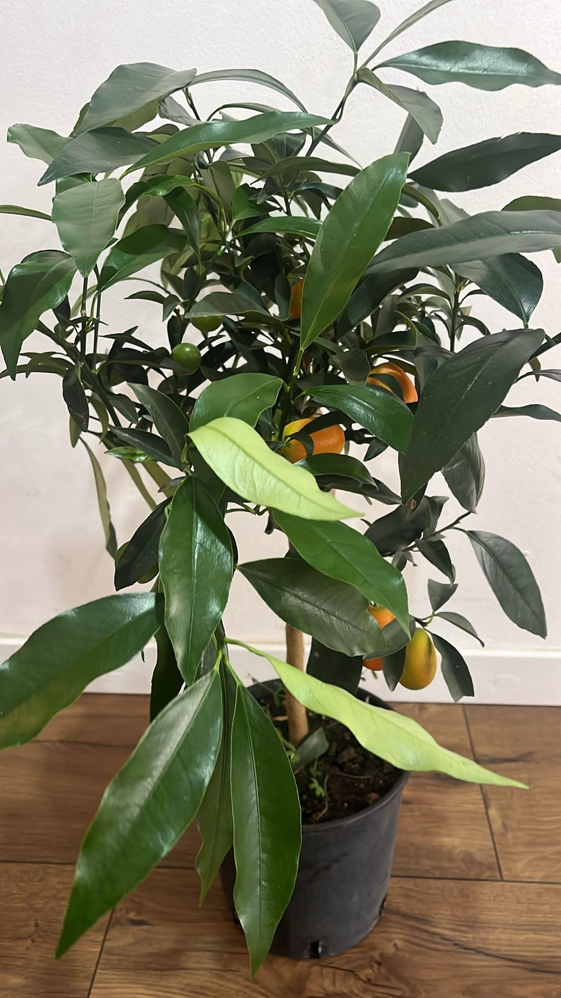 Árbol Kumquat Fortunella Margarita en Maceta - Cítrico Enano Natural (El naranjo enano, naranjo chino, naranja cherry o Kumquat) - Planta de Exterior para Terraza y Jardín