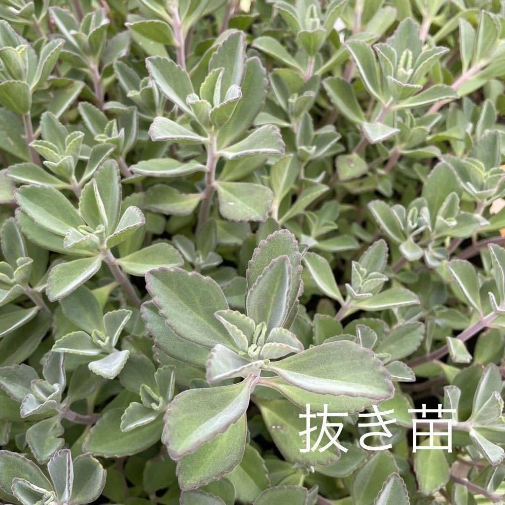 多肉植物❤️フロリディティール ❤️1頭12cm!拔き苗！三年生！セダム  おまけ 多肉植物❤️フロリディティール ❤️1頭12cm!拔き苗！三年生