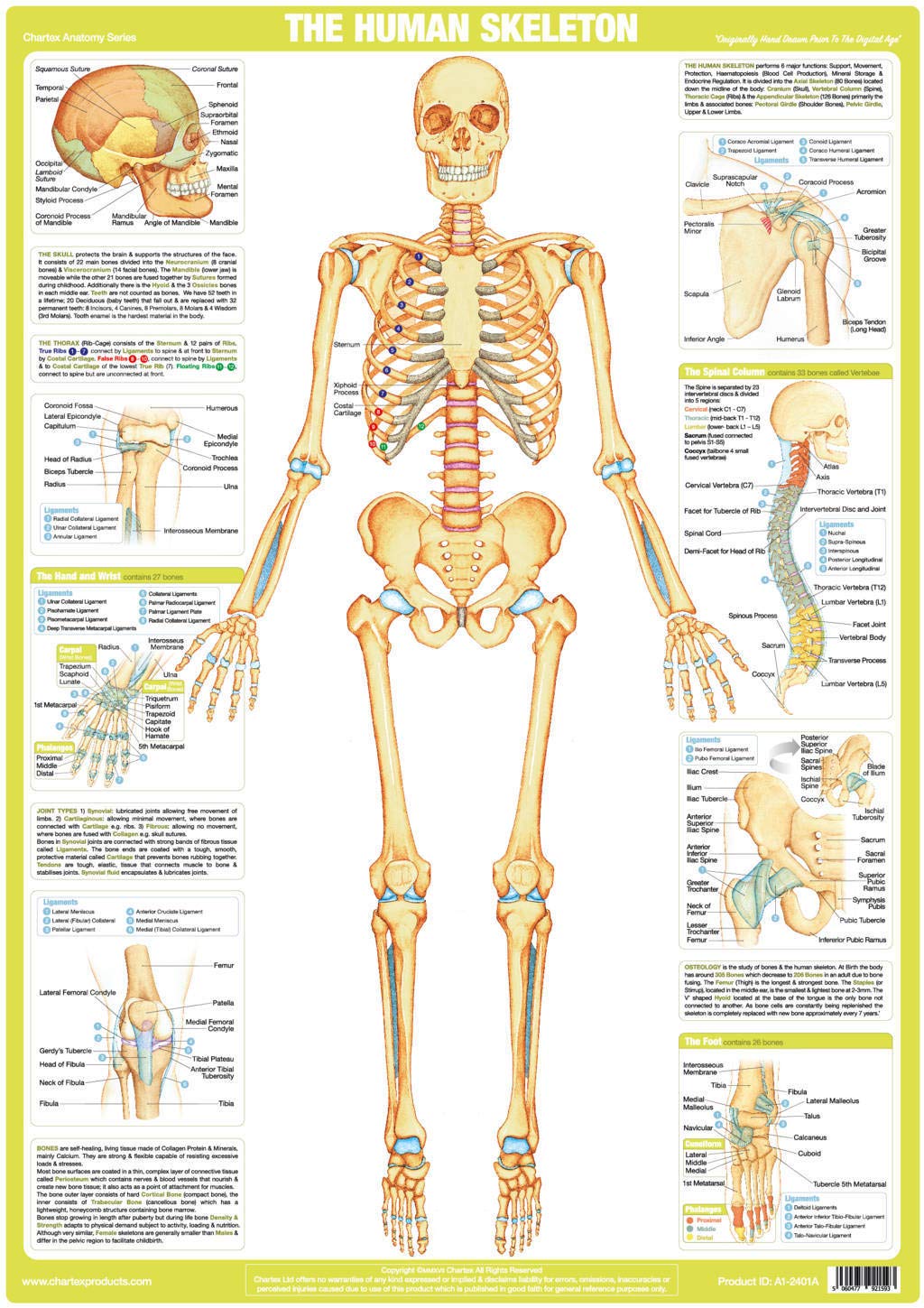 Chartex Human Skeleton Chart | Skeleton Anatomy Poster | Skeletal System