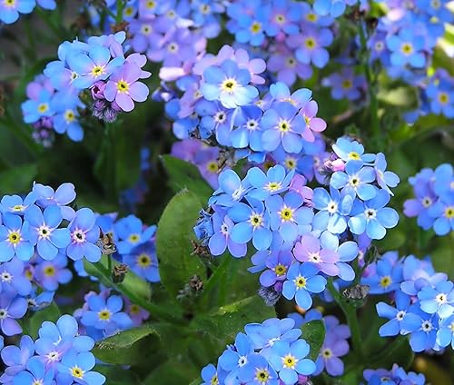 Más de 5,000 semillas Blue Forget Me Not para plantar | Semillas de flores silvestres fáciles de cultivar | Fabricado en Estados Unidos, se envía