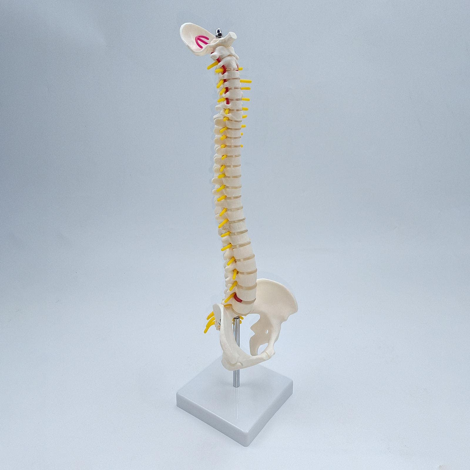 Modelo de Vertebral Humana La Vertebral Modelo de Esqueleto Lumbar Pelvis PVC Flexible con Base para Demostración, de pie