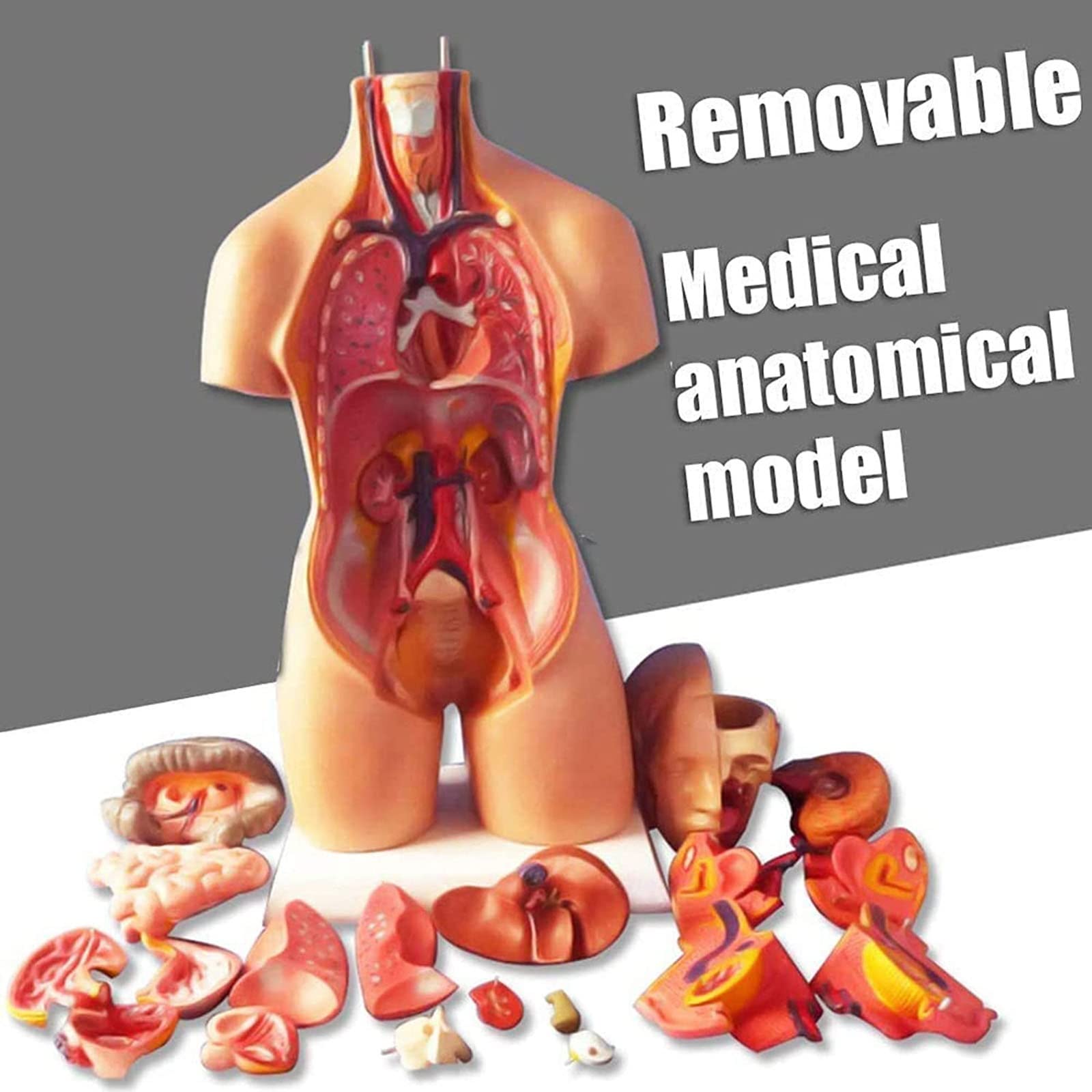 Amazon.co.jp: 人体トルソー模型 55cm 内臓解剖学 医学解剖学 医学教育