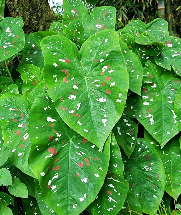 Radha Krishna Agriculture® Imported Caladium Multi Color Leafy Bulbs For Summer Season Gardening (Set Of 4 Leafy Bulbs) (B09RRRRVPH) Amazon Price History, Amazon Price Tracker