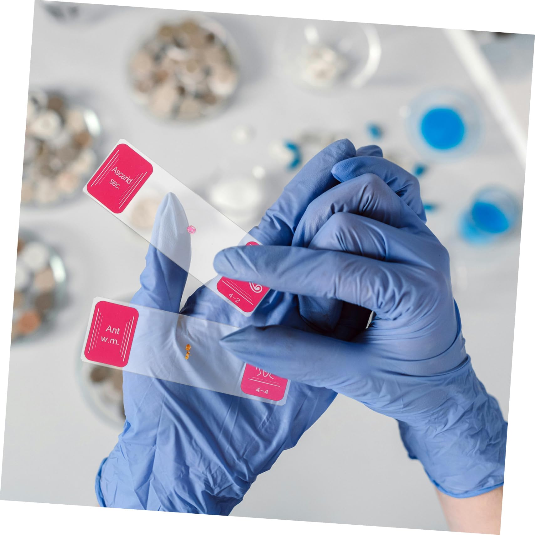 PartyKindom 35pezzi Vetrini per Microscopio in Vetro Kit di Vetrini per Ragazzo Ragazza e Principianti per Studi di Biologia e Campioni Marini di Grandi Dimensioni per Esperimenti di Laborator