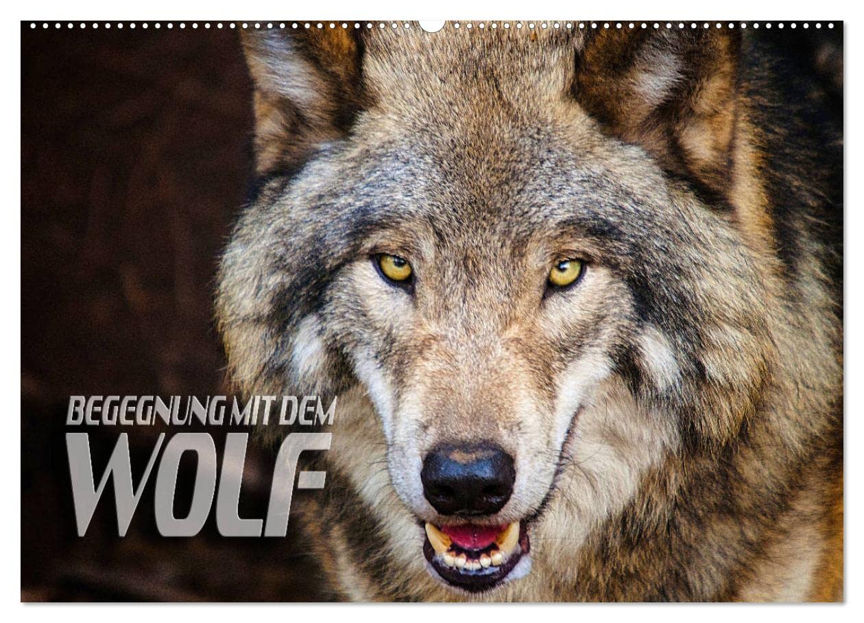 Begegnung mit dem Wolf (Wandkalender 2026 DIN A2 quer), CALVENDO Monatskalender: Faszinierende Aufnahmen von Wölfen aus verschiedenen Territorien (CALVENDO Tiere)