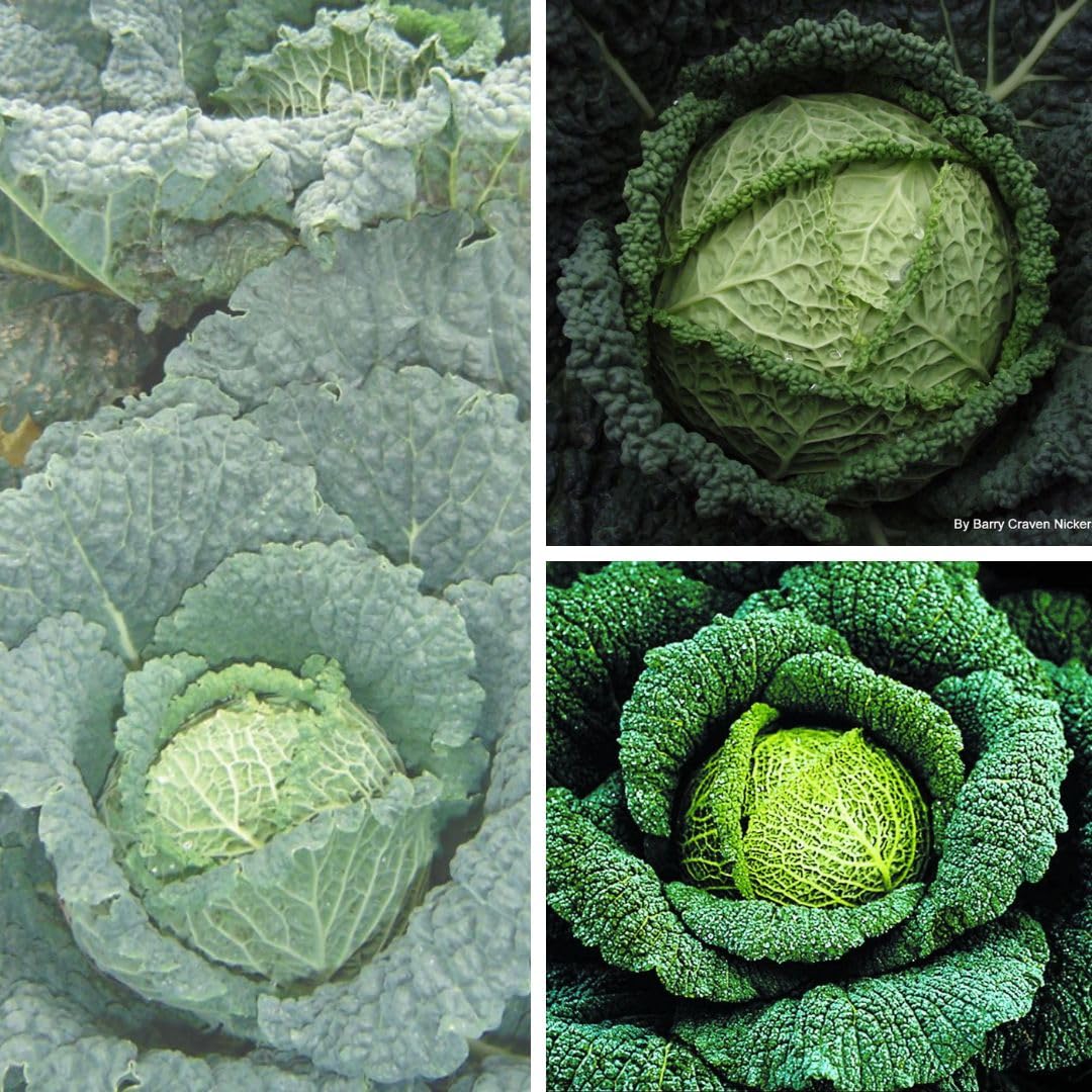 Cabbage Savoy Continuity Collection Mixed Savoy Cabbages x12 Postiplugs By Thompson & Morgan