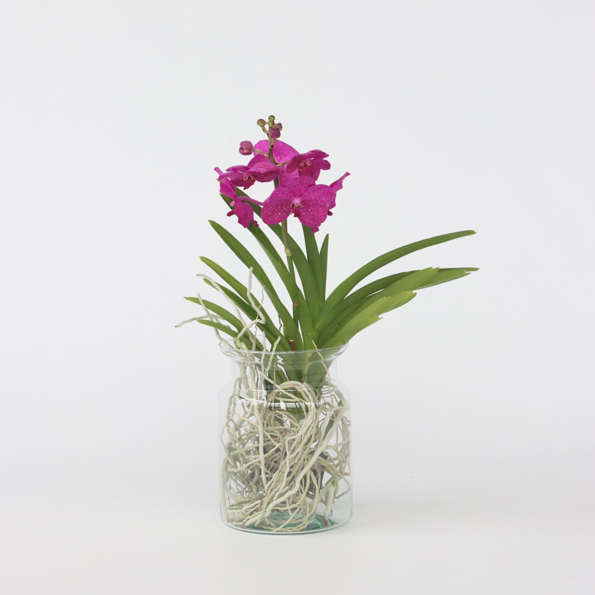 Plant in a Box - Vanda 'Bose' en vase - Orchidée - Cerise - Hauteur 45cm