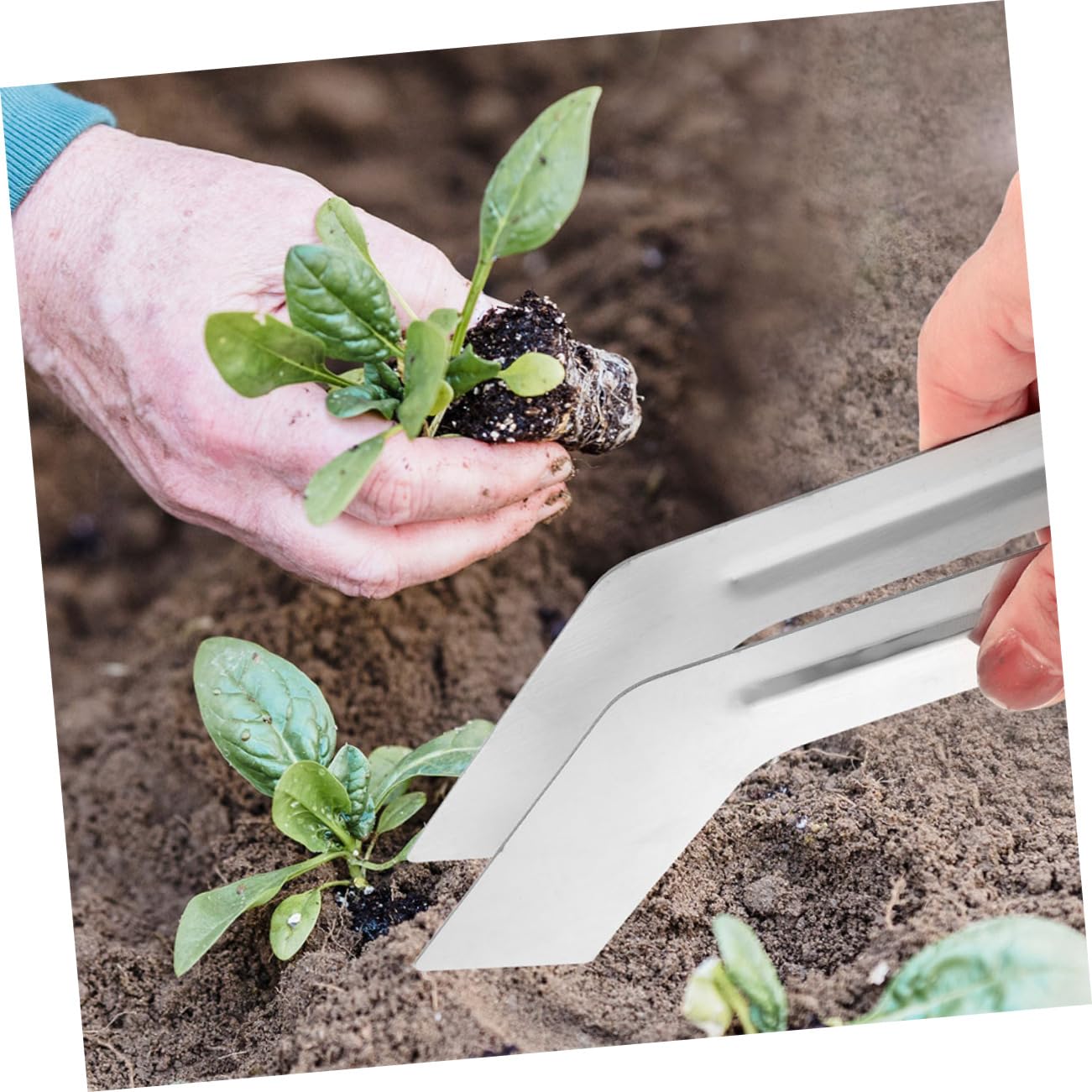 BESPORTBLE 8stücke Edelstahl-pflanzzangen Handwerkzeuge Für Umpflanzen Von Pflanzen Langlebig Und Vielseitig Einsetzbar Für Gartenarbeiten Und Pflanzenpflege
