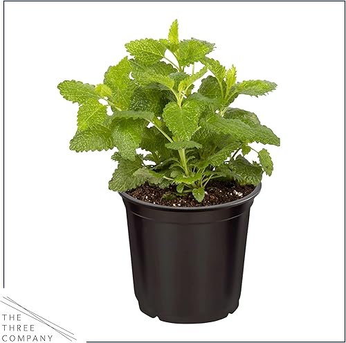 Miniatura 3 de Hierbas aromáticas y comestibles vivas  Variedades surtidas (4 por paquete)  Verbena de limón, eucalipto, menta, bálsamo de limón  6 pulgadas de
