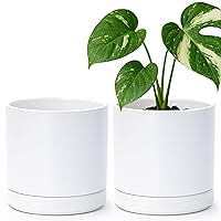 D'vine Dev Set of 2 White 6.5 Inch Ceramic Planter Pots with Drainage Hole & Saucer - Modern Minimalist Design for Succulents & Herbs