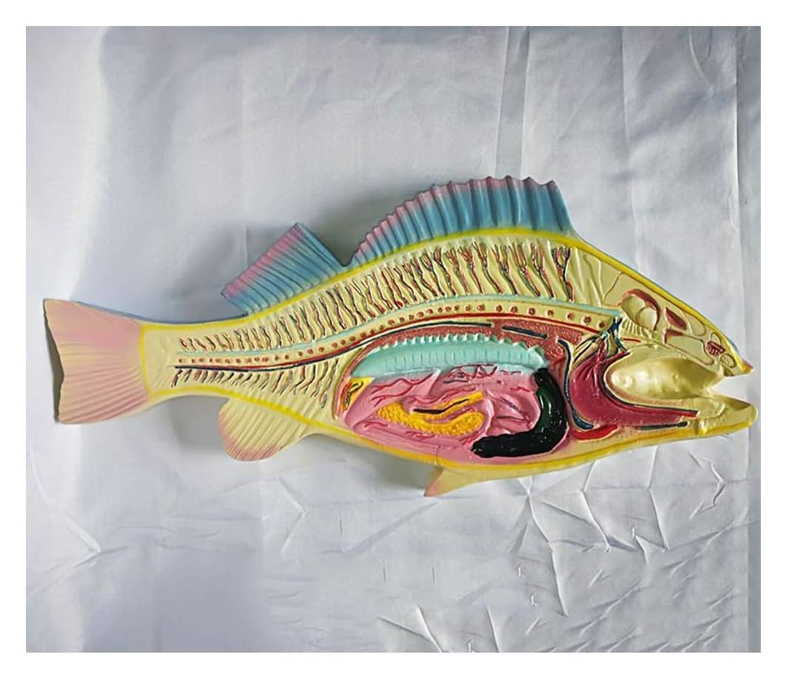 Karpfenfisch-Dissektionsmodell, anatomisches Modell der inneren Organe von Fischen, Karpfenskelett- und Darmstrukturform, for den Biologie- und Zoologieunterricht. 49 * 20CM