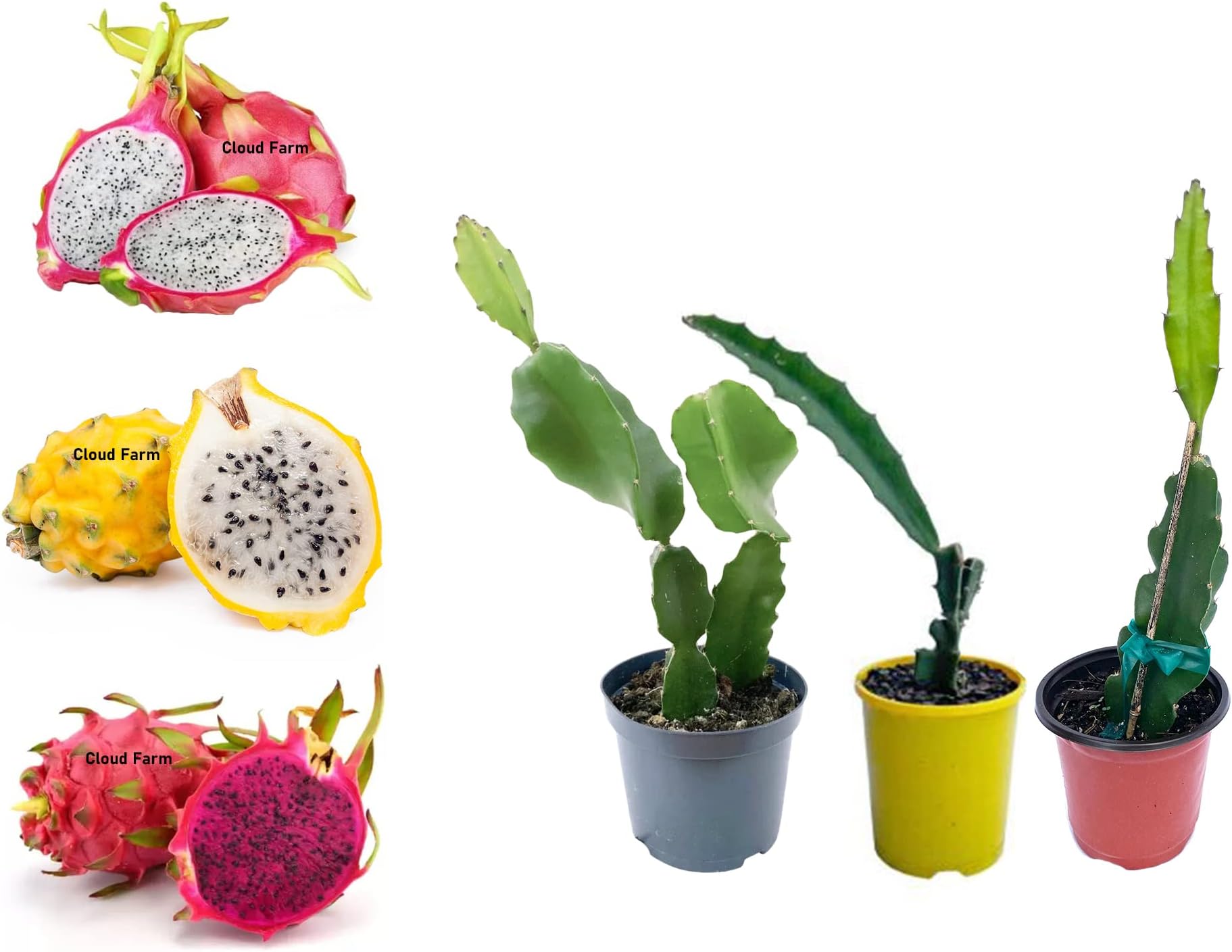 Dragon Fruit Combo Pack of All Three- 3 Varieties- Yellow Skin, Pink Skin but White Flesh and PinkSkin with Pink Flesh.. Hybrid Rooted Dragon Saplings. [V4]