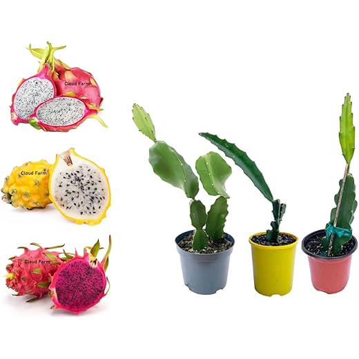 Cloud Farm Dragon Fruit Combo Pack - 3 Varieties
