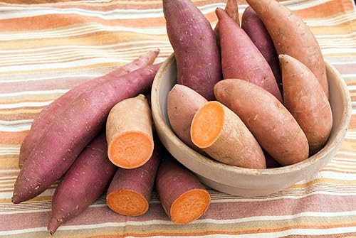 Miniatura 2 de 10 plantas de batata, esquejes de batata roja japonesa para plantar al aire libre