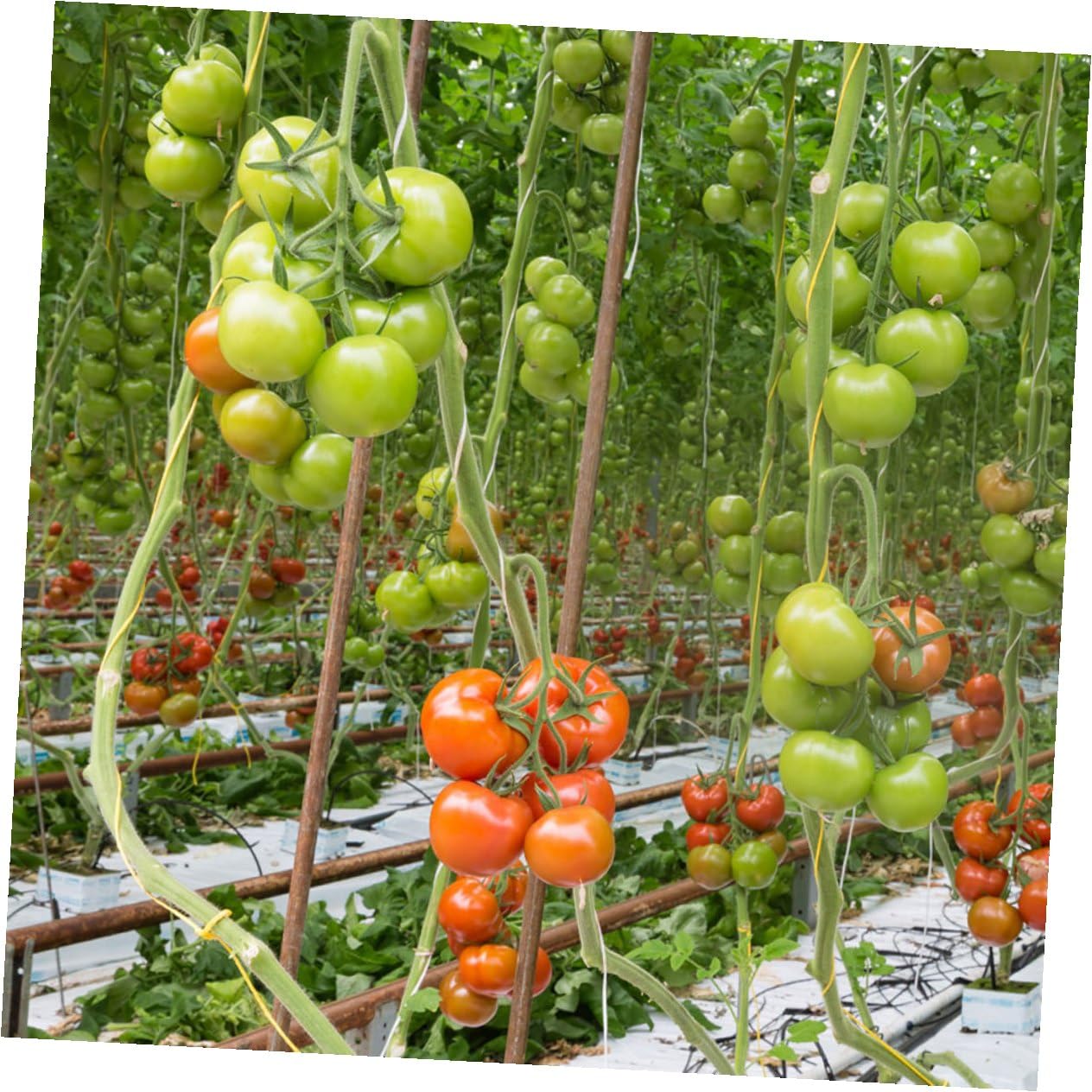 BESPORTBLE 2 Set di Cetrioli Appesi Piantine di Pomodoro Gancio Pomodori Controllo A più Livelli Verdure Picchetti Recinzione Palo Pianta Sollevato Twist Impilabile Pisello Stecca in Acciaio