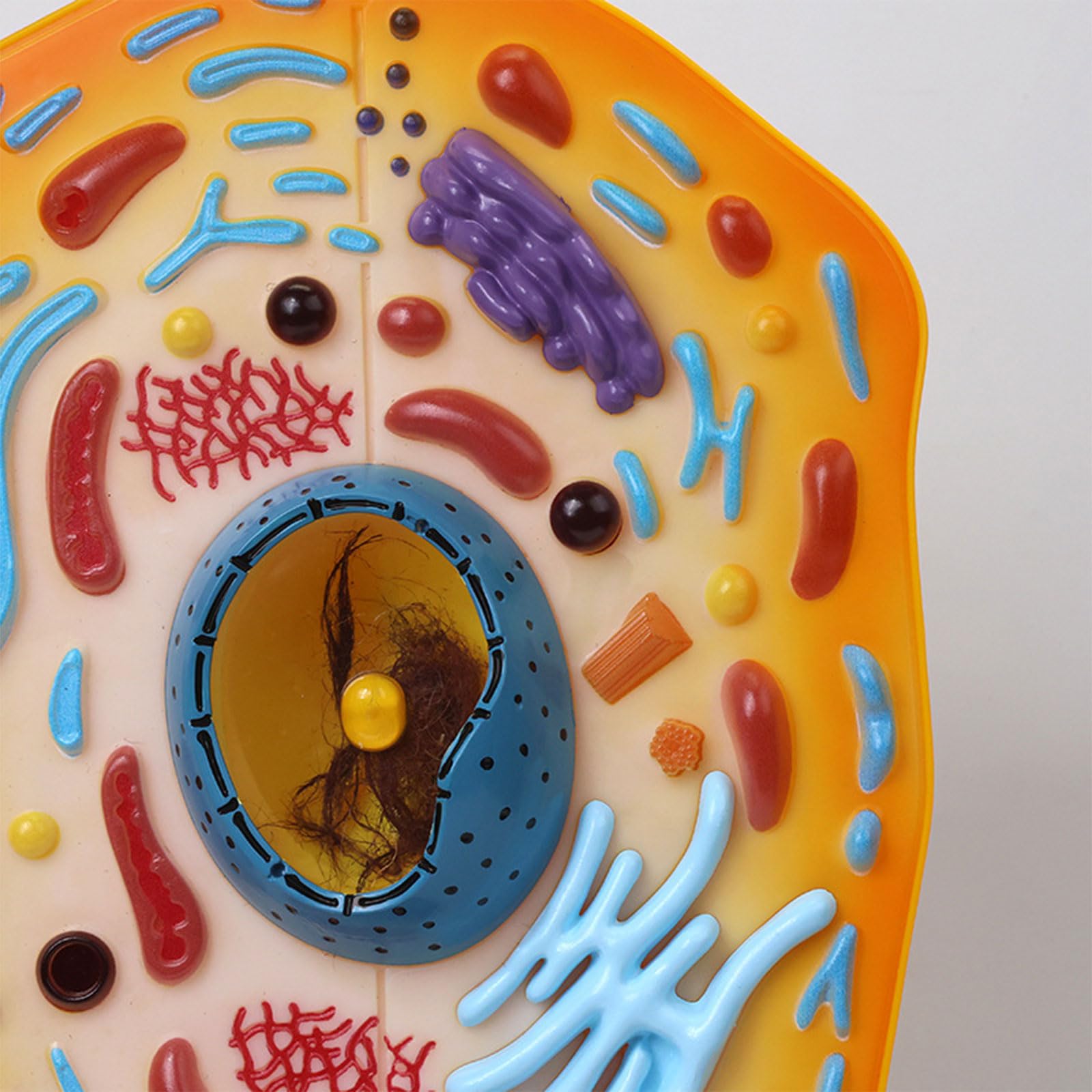 Modelo anatómico de células animales con partes desmontables, biología, aula, enseñanza para laboratorios de ciencias, anatomía