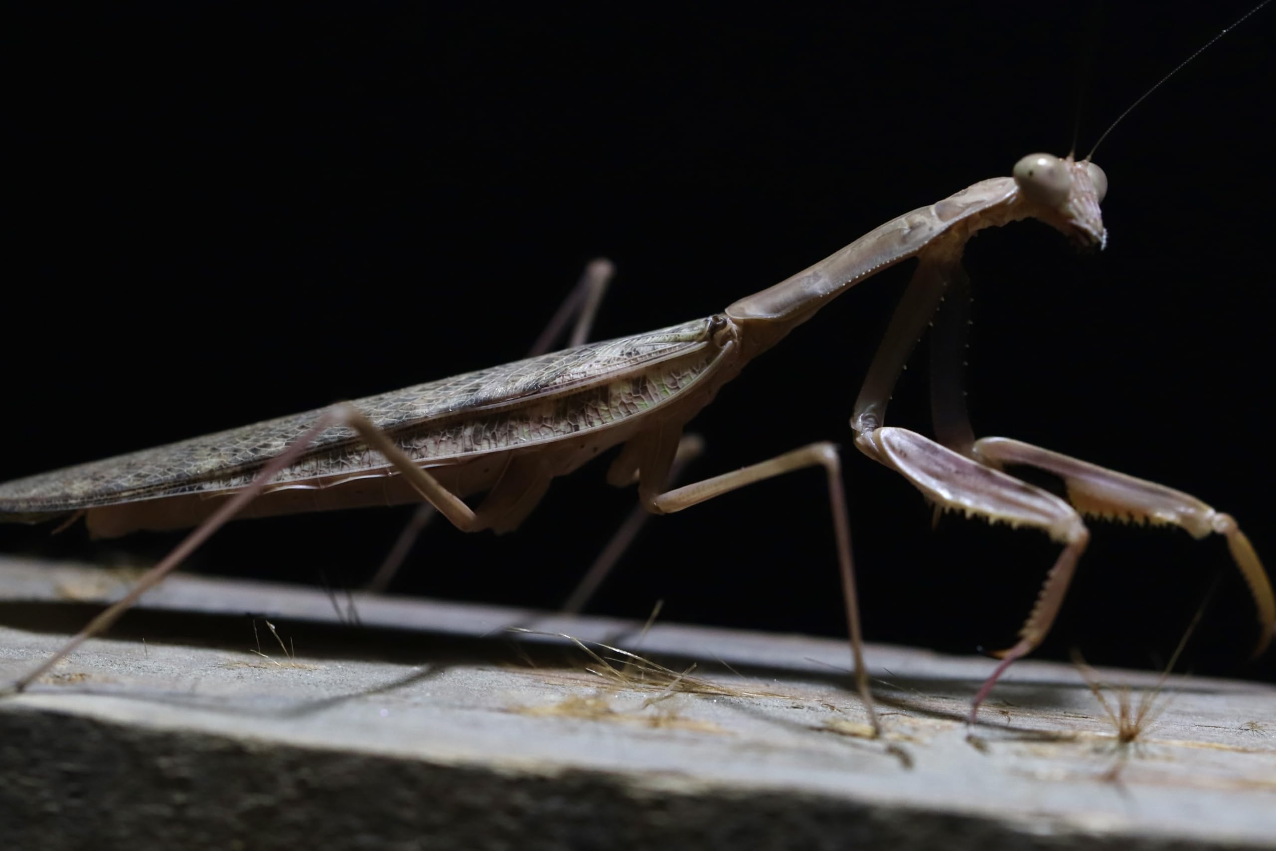 Amazon.co.jp: Polyspilota aeruginosa カマキリ【 Laliance
