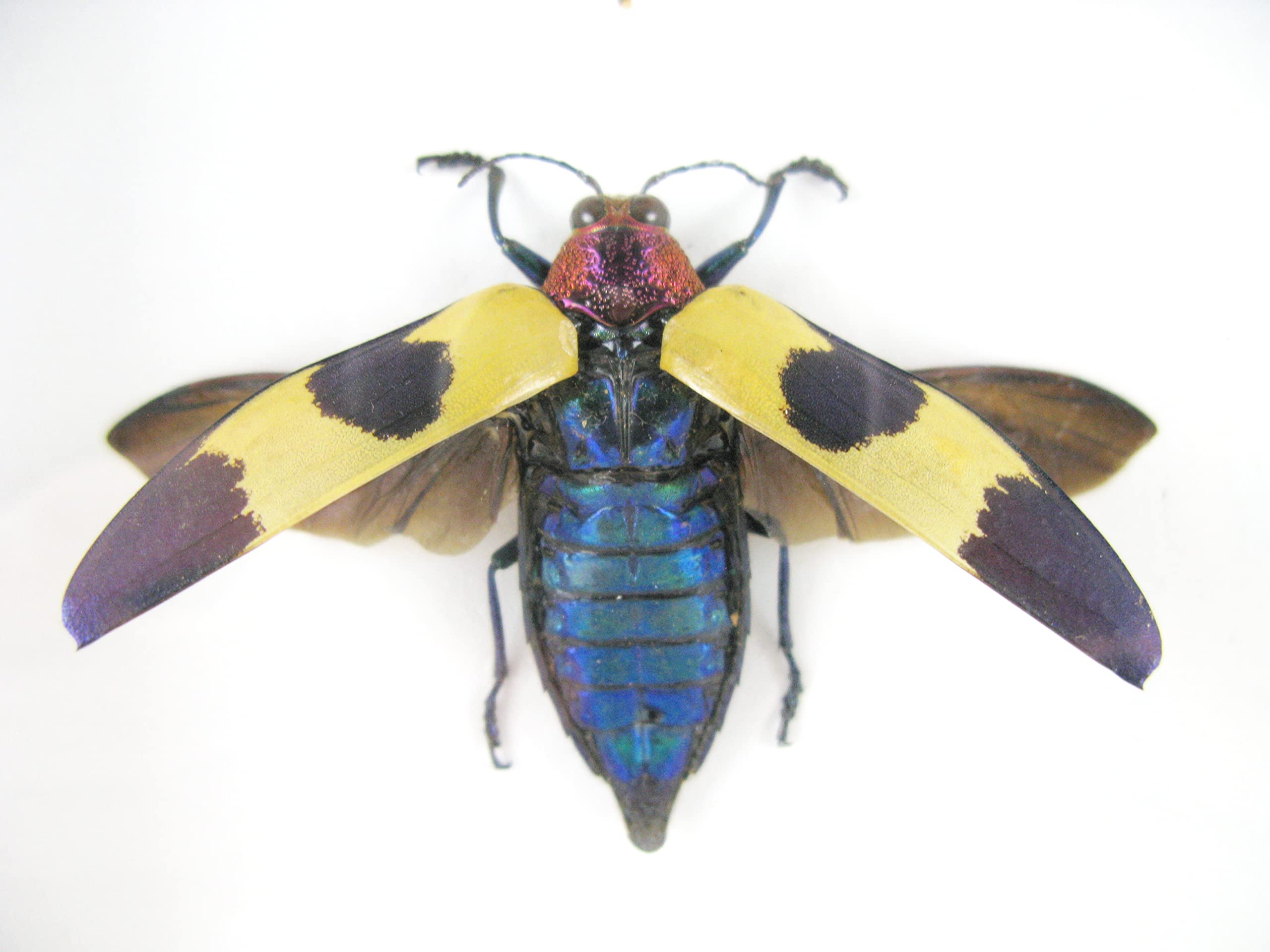 Vero e bellissimo insetti in una vetrina 3D, decorazione da parete incorniciata, taxidermia - Entomologia - (3 x Jewel Beetles aperti - Buprestiadae sp.)