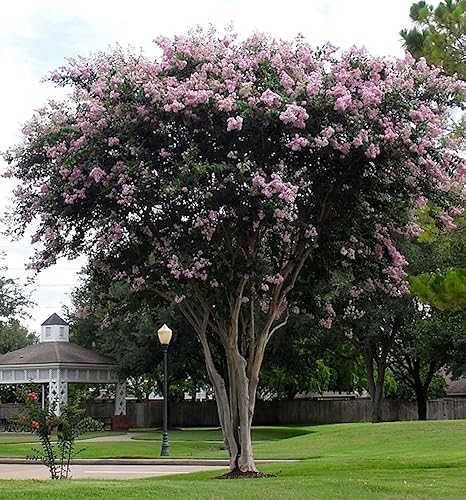 Mameluco de fiesta rosa de gran tamaño de la marca Basham 2-4 pies de altura cuando se envía mármol madres 30 pies 1 árbol delicado rosa claro bien