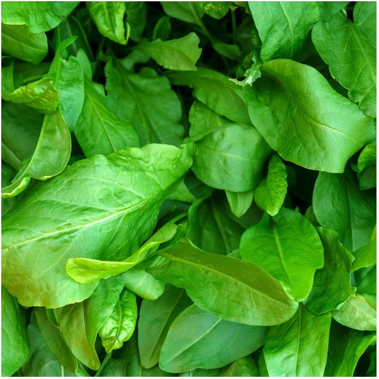 Everwilde Farms - 1 Oz Large Leaf Sorrel Herb Seeds - Gold Vault