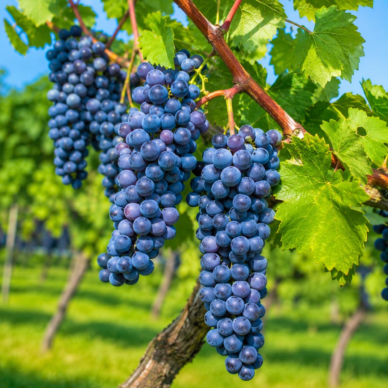 grape Amazon.com : Concord Grape Vine - 2-6
