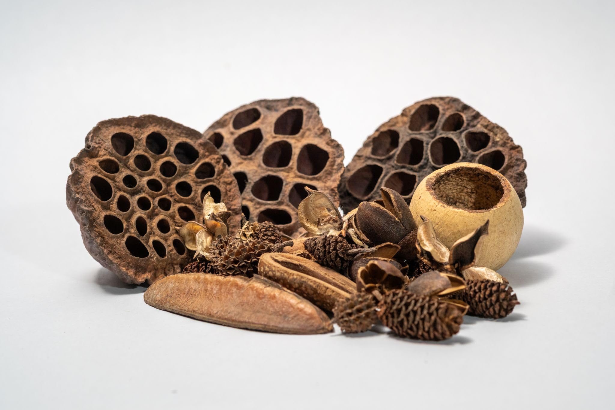 Generic Seed Pod Aquarium Decor Botanical - habitat decor | Mubboo