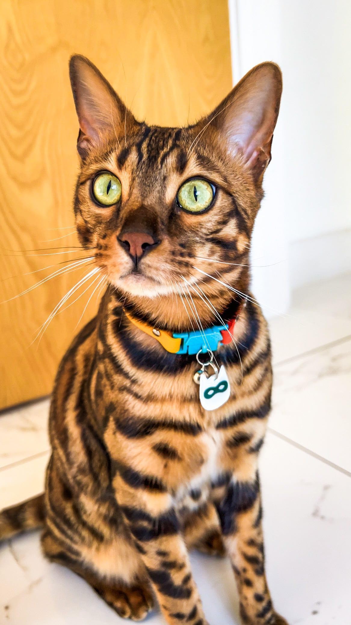Kittyrama Ciondolo riflettente per gatto Etichetta sicurezza impermeabile alta visibilità leggero