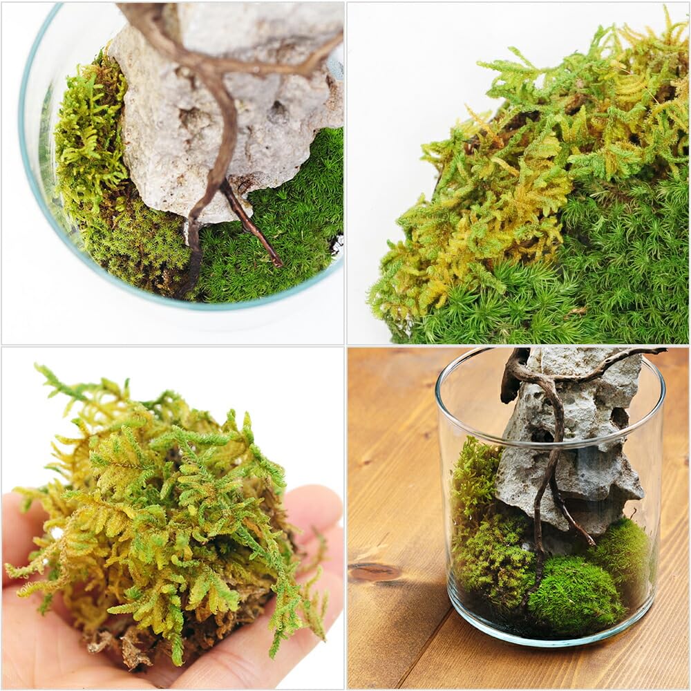 Amazon.co.jp: インスタント苔 ハイゴケM 外径14cm×26cm