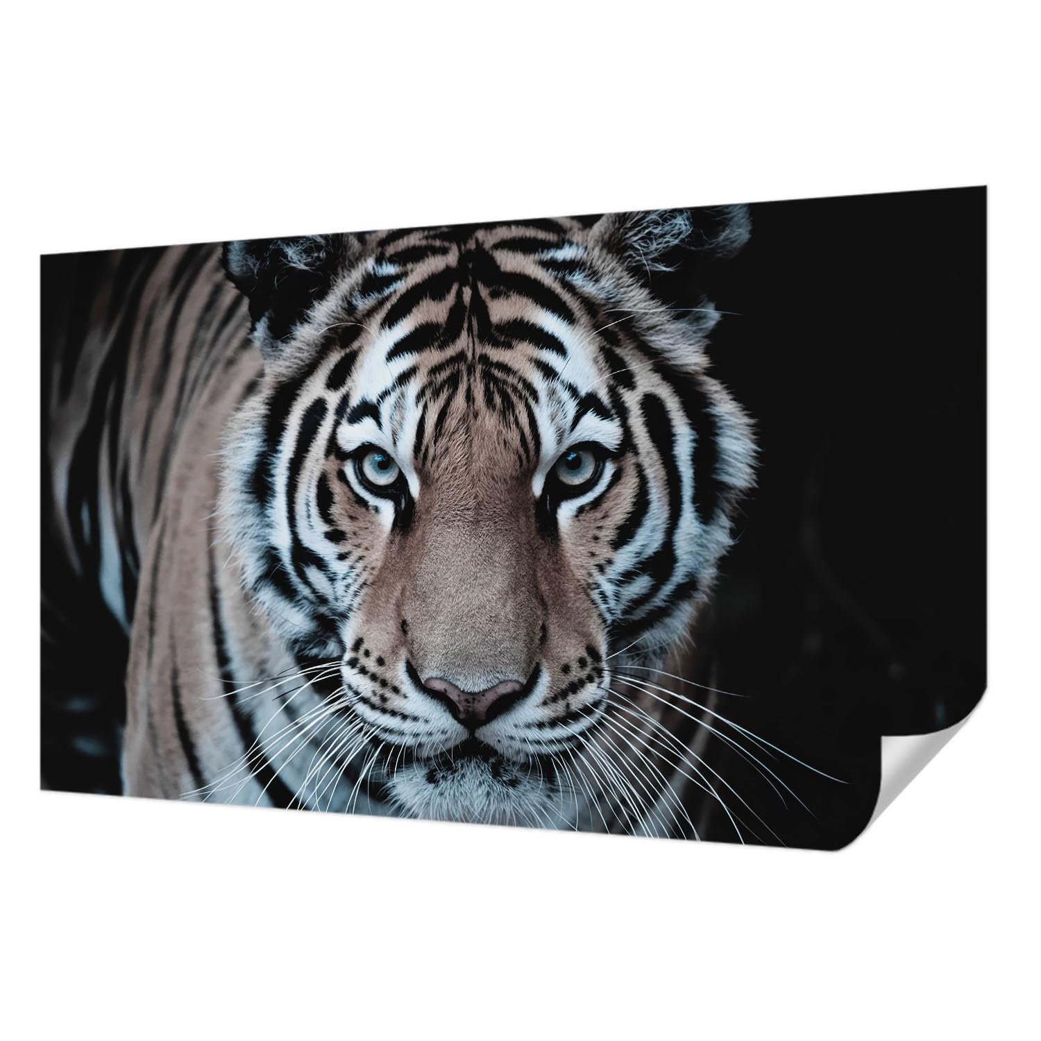 Décor mural adhésif panoramique tigre 416x254 chambre et salon