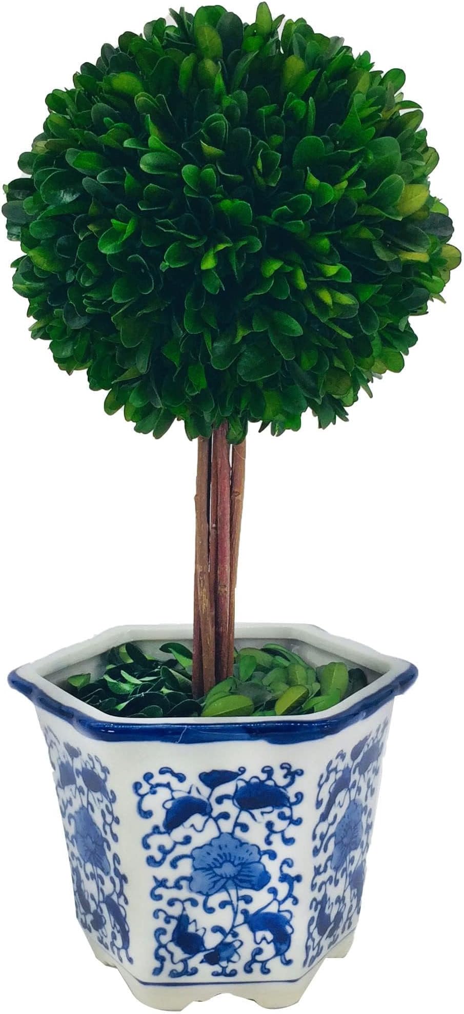 Preserved Boxwood Topiary Tree in Ceramic Pot Plant and Table Centerpiece Stunning Greenery and Plant Decor for Home Blue & White Ceramic Pot 5.9" Diameter Topiary 14" Tall