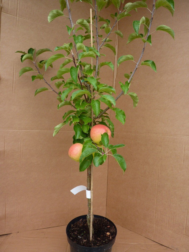 Apfelbaum Pinova (S) Winterapfel süß aromatisch Apfel Buschbaum Zwergobst 110-140 cm 7,5 Liter Topf M9
