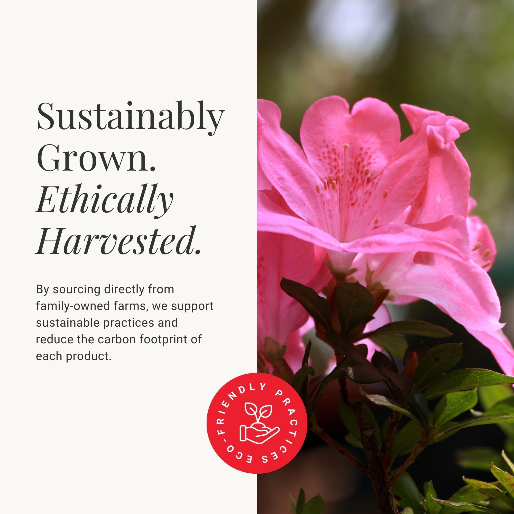 Amazon.com: BloomsyBox Farm-Fresh Satsuki Azalea, Low Maintenance